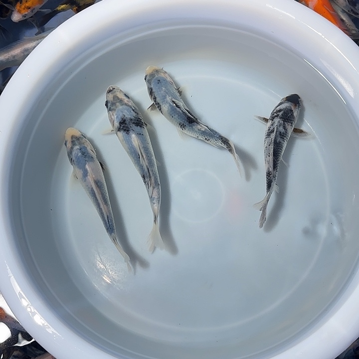 黑***9锦鲤锦鲤的故事是