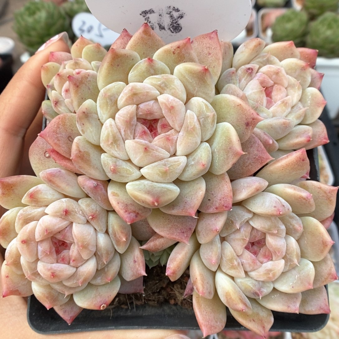 粉白魄群生可拍518号。 