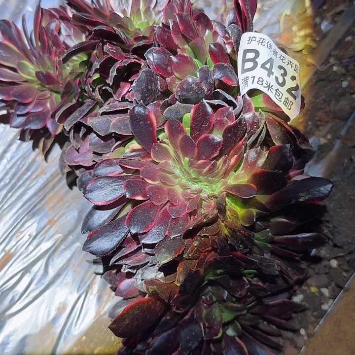 多肉法师欧嘉莉缀化