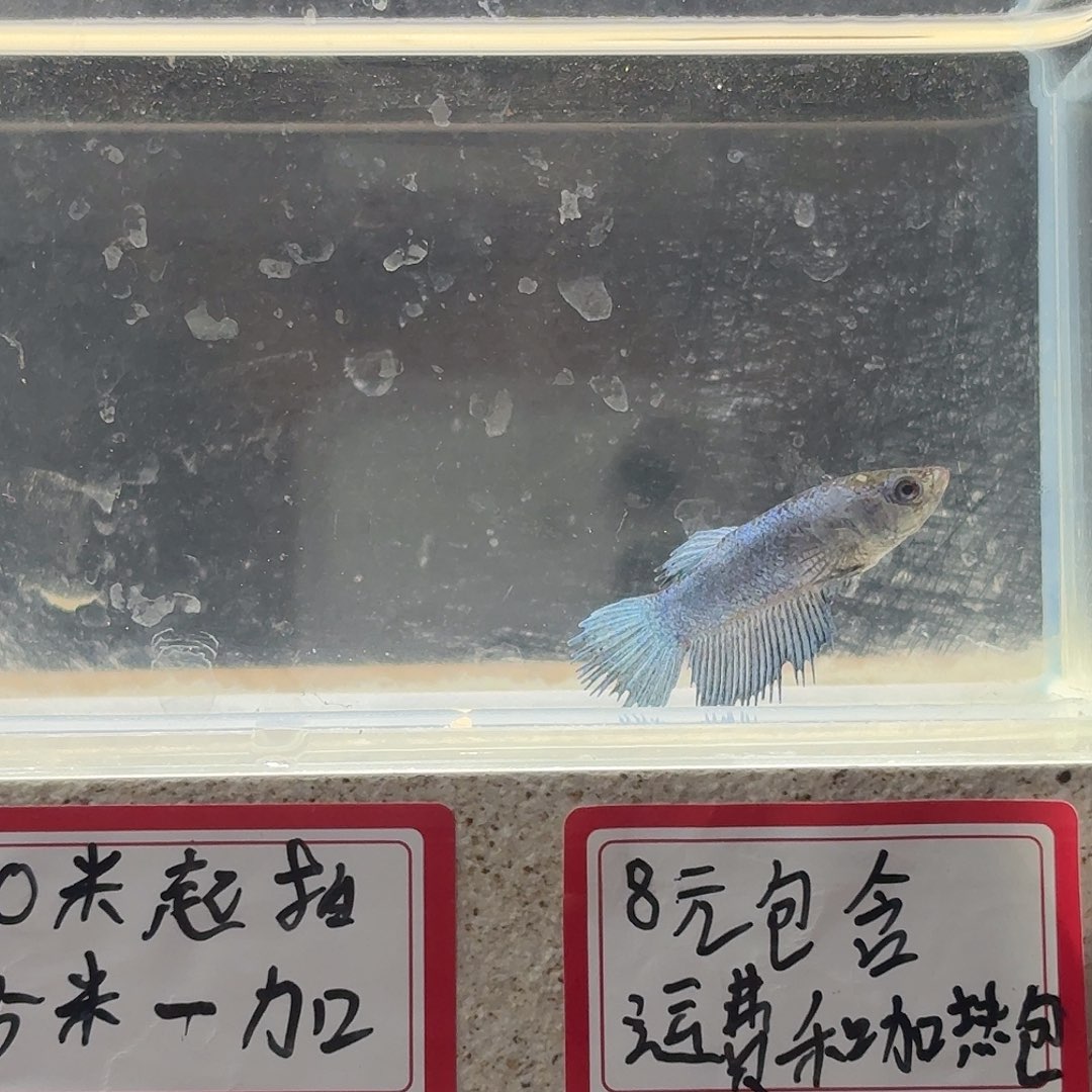 斗鱼泰国斗鱼母鱼可混养