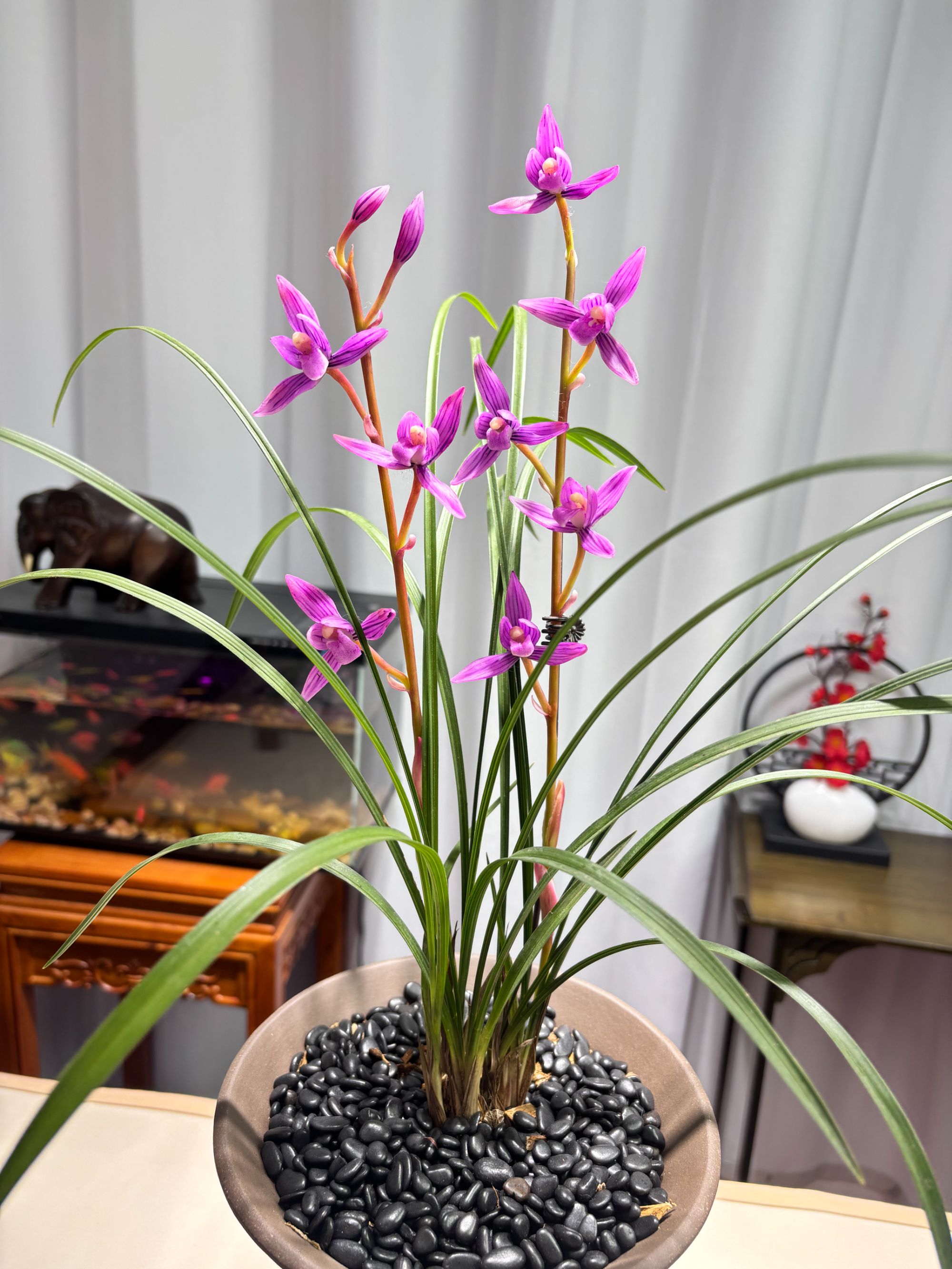 紫墨带花苞 经典细叶寒兰 好养易活 香味浓 花期长