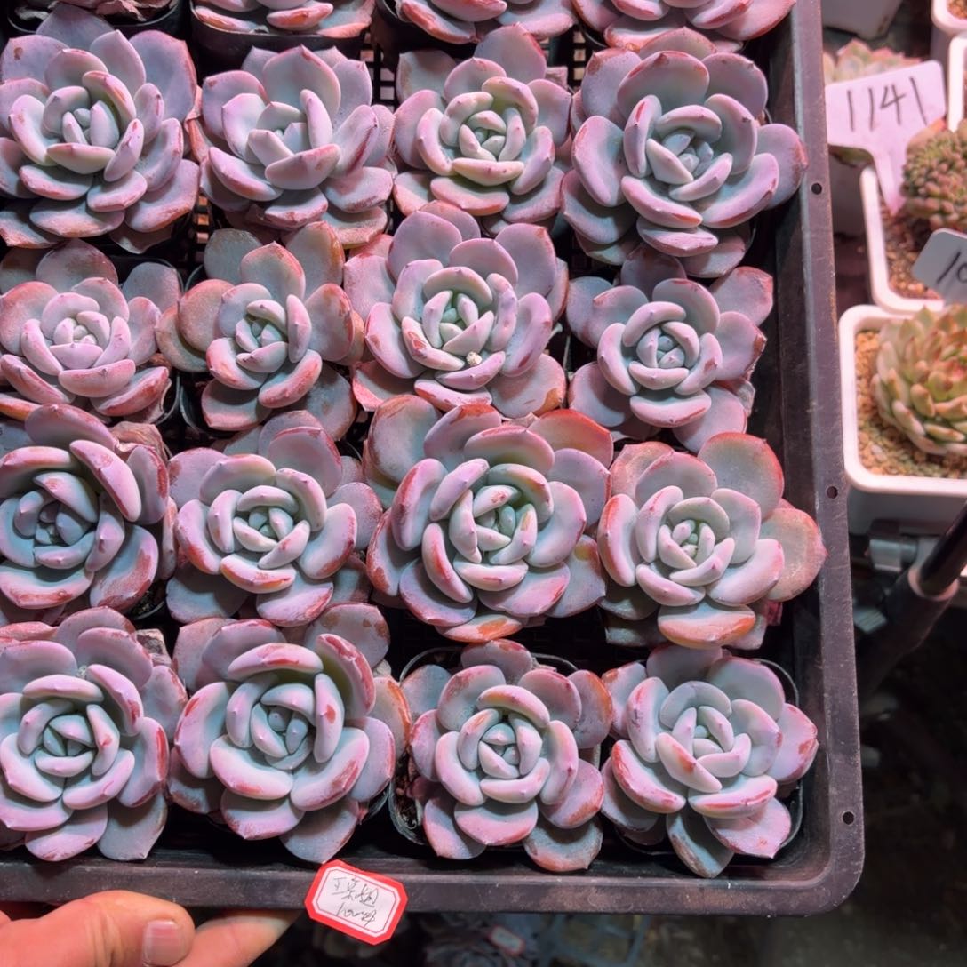 一物一拍奶茶优选