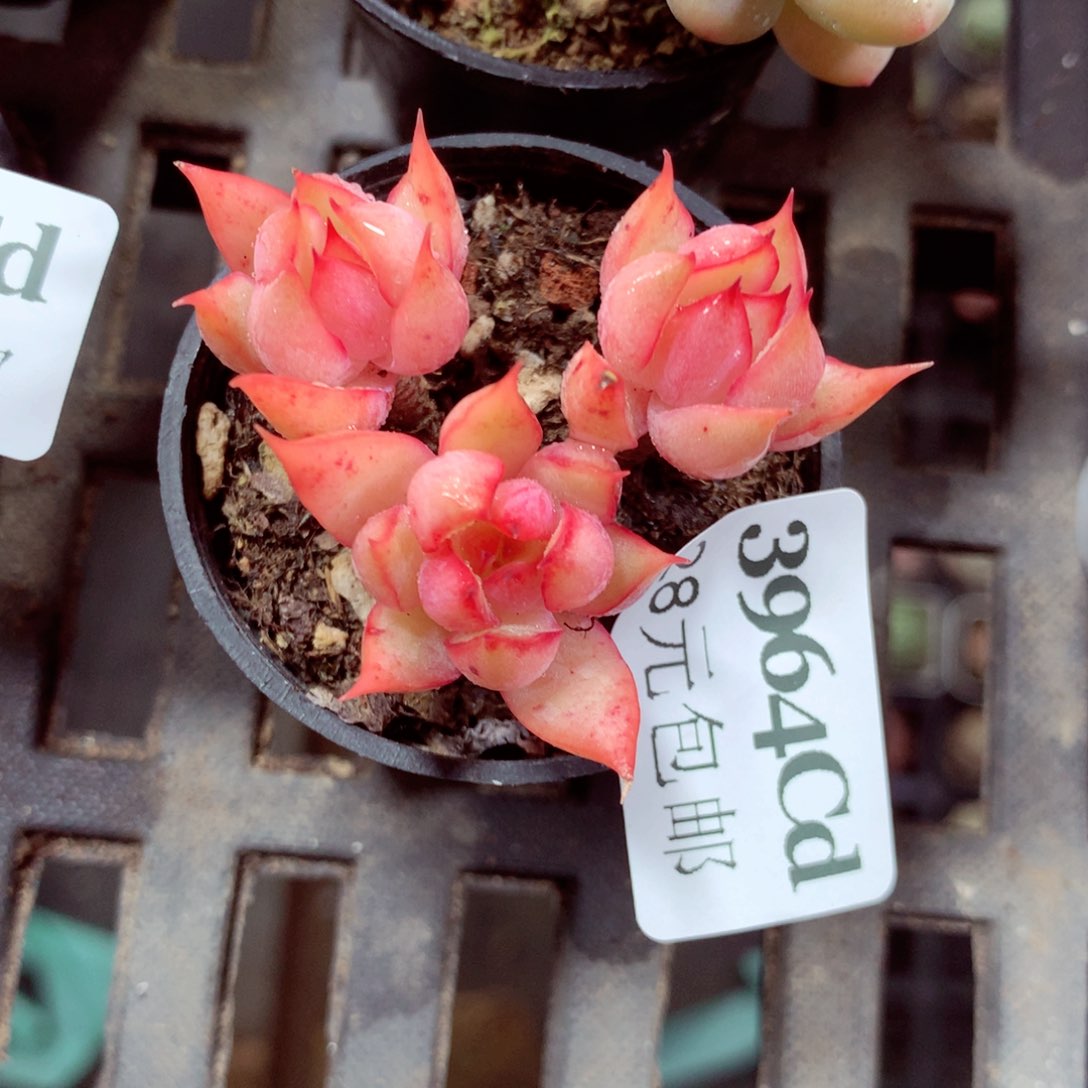 5厘米盆精控多肉3964