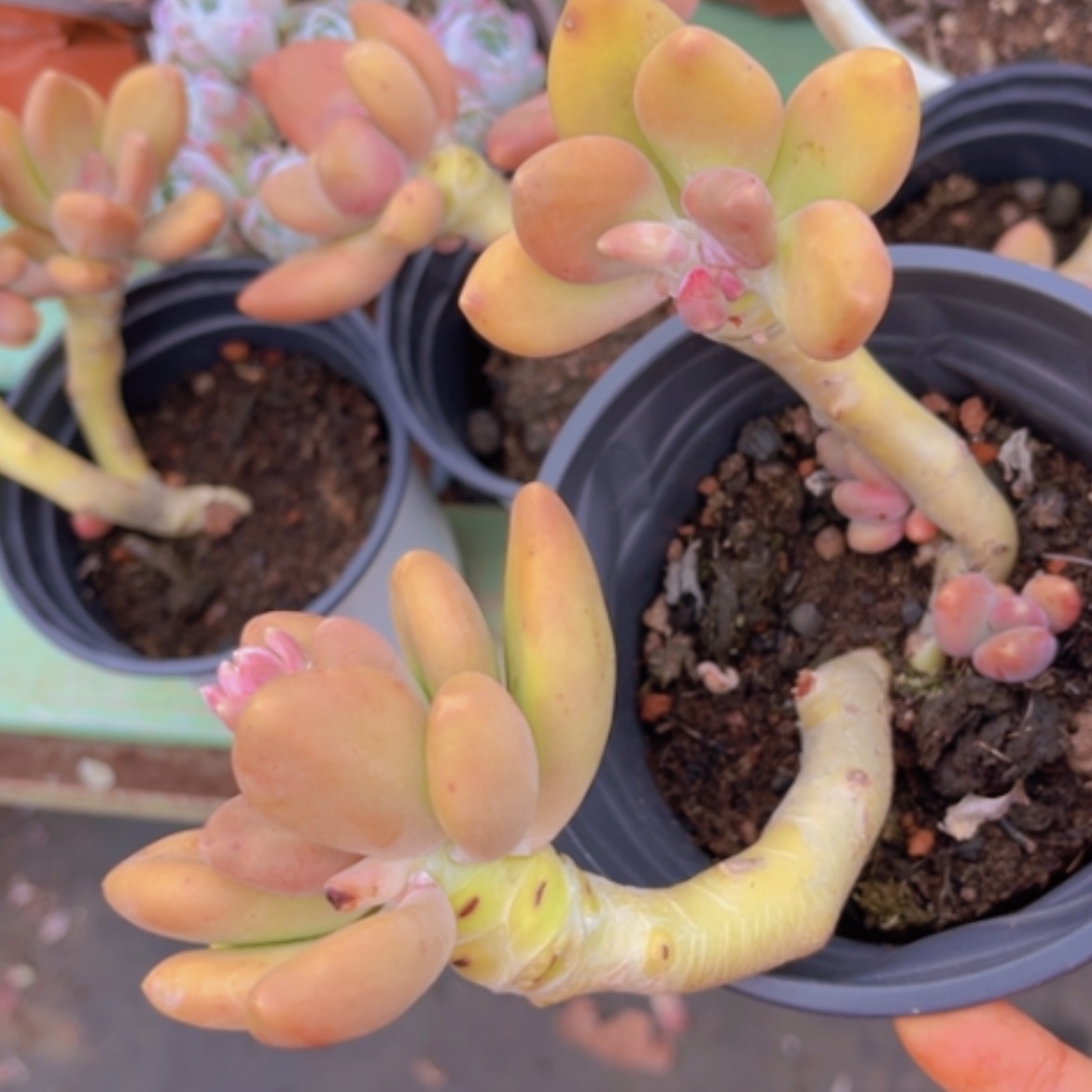 【闪购商品】芒果奶03131