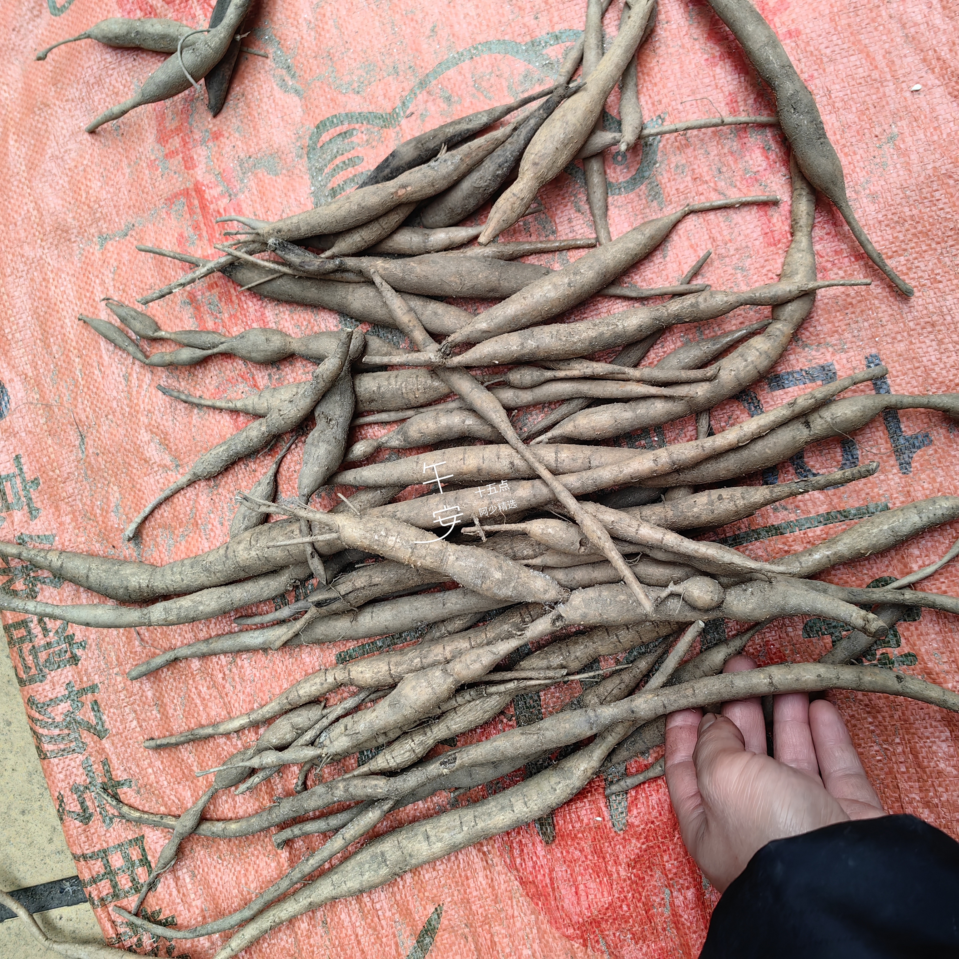 广西石山小黄牛小叶甘草牛新鲜牛大力