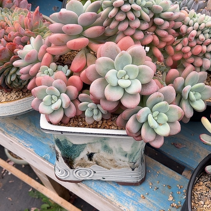 漠***然多肉植物一物一拍