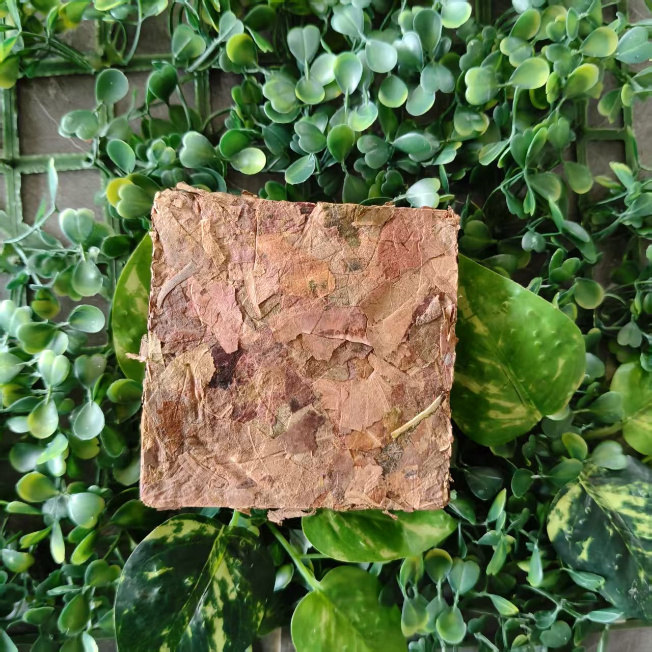 雨腾妹夫   “M叶4901”万N十二大X草陆地SX生M叶200g/砖