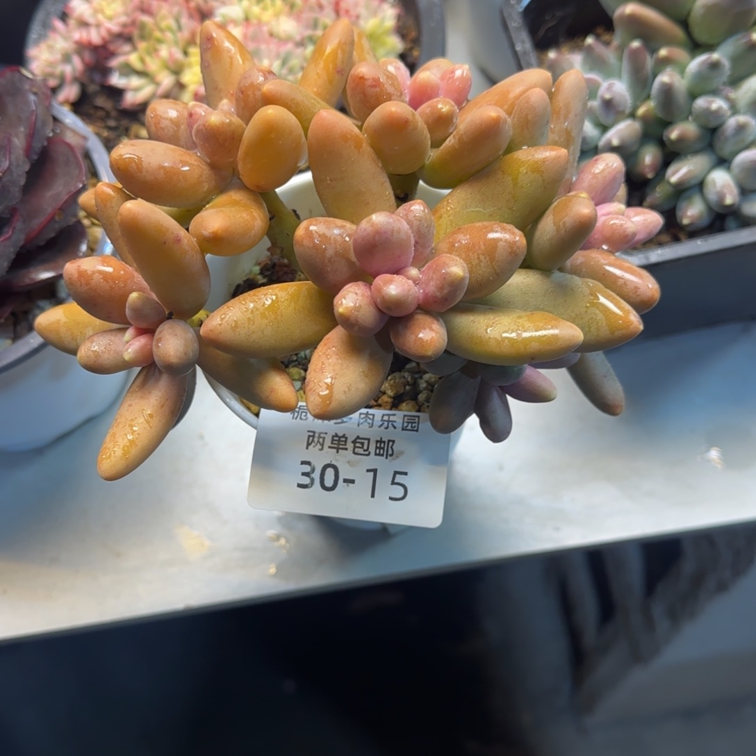 30-15糖果美人带盆土