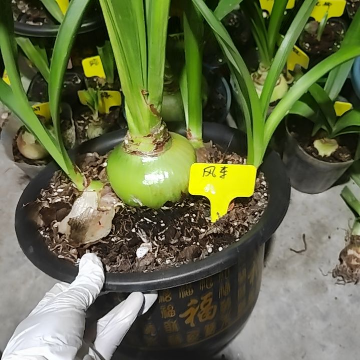 台朱564风车主球8.6*9.6带3侧