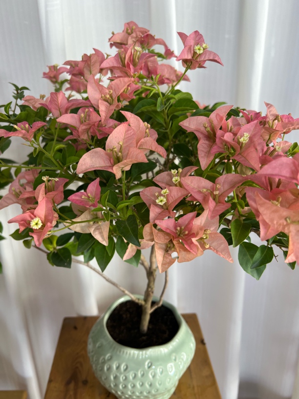 【一物一拍】卡亚塔带叶四季开花阳台盆栽庭院植物好养活凤仙花