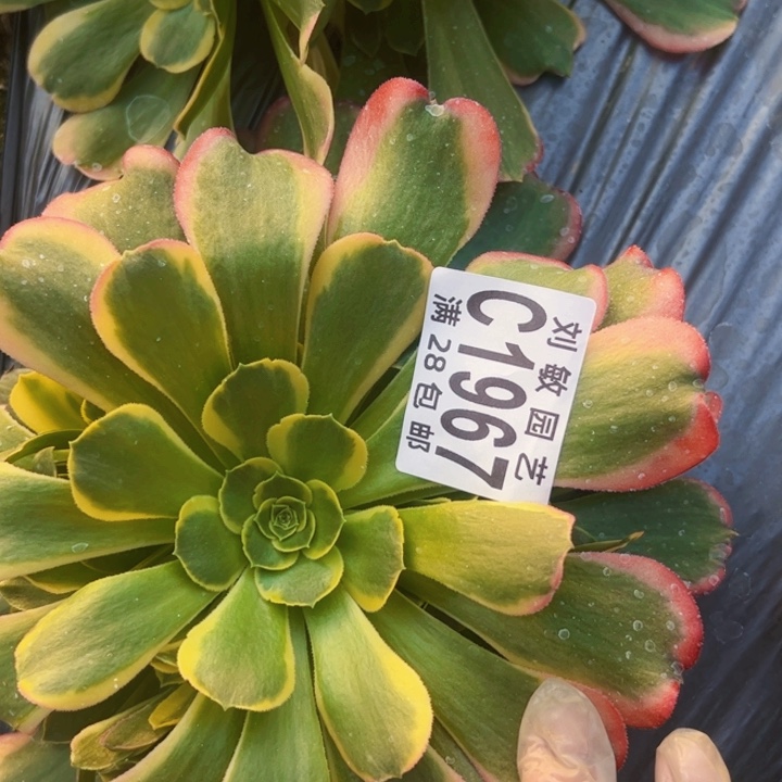 特斯拉多肉植物法师1967