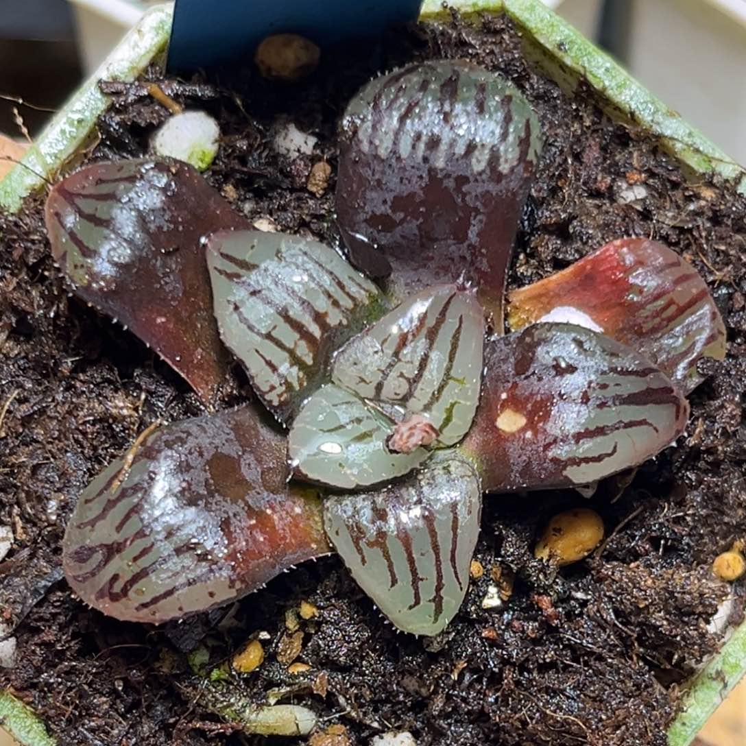 我***久恭喜发财大吉大利0372