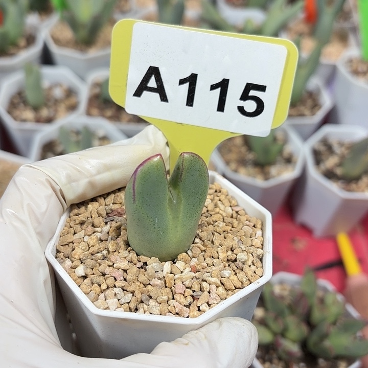 西***柚115jjjjjjjj hhhhhhhjj