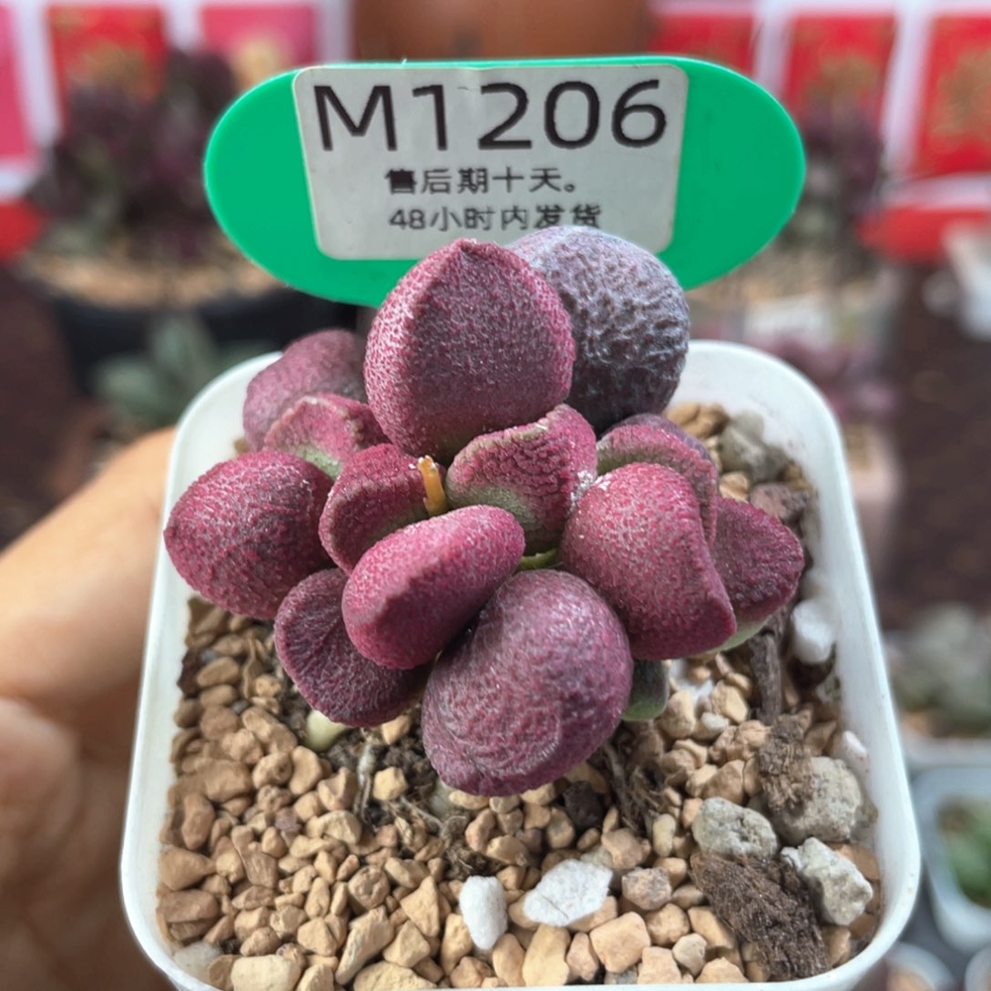 夏娃。       1206。     
