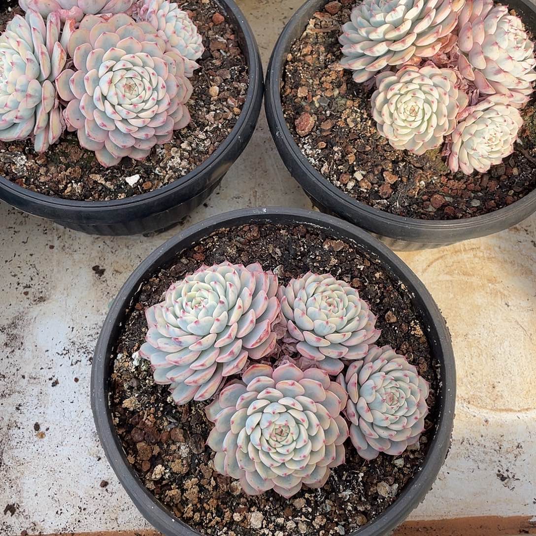 姬莲锦精控群14厘米可挑