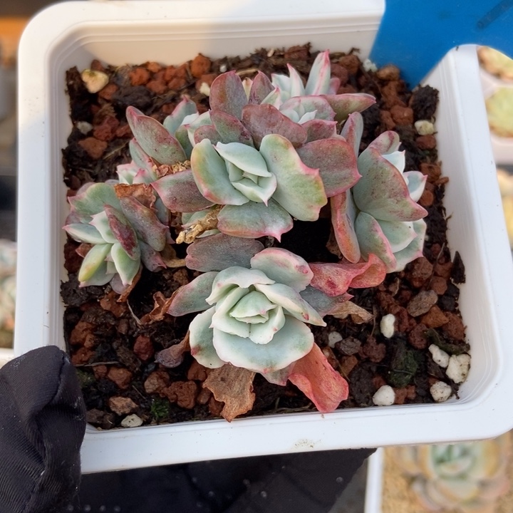 1009伯克利锦多肉