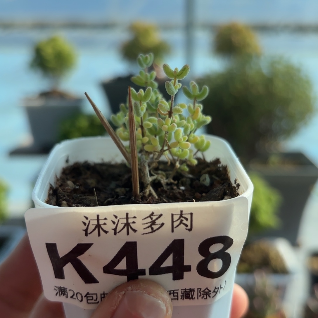 448米粒锦枝干番杏