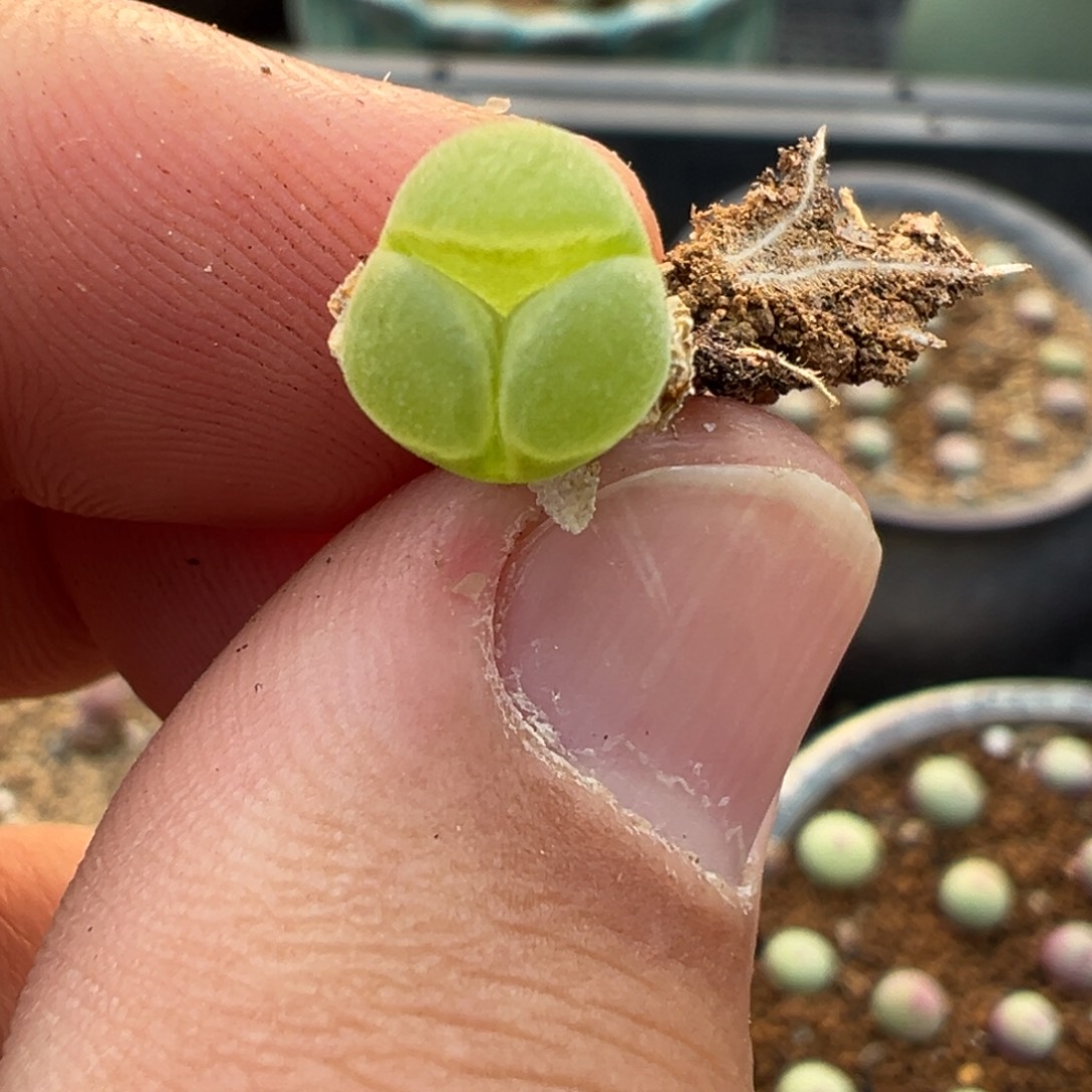 8-82肉锥多肉植物