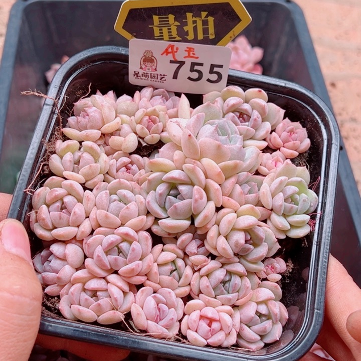 多肉植物多肉植物