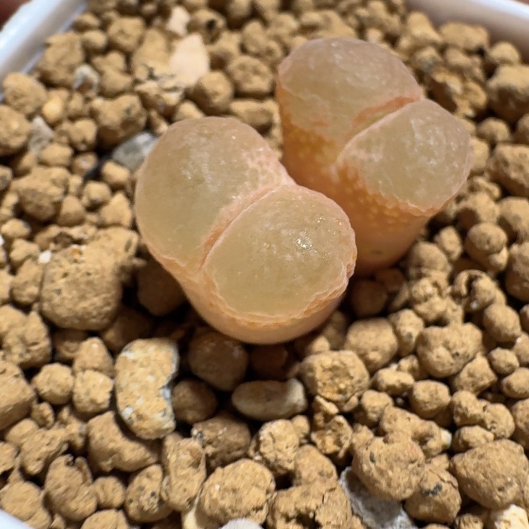 18......多肉......