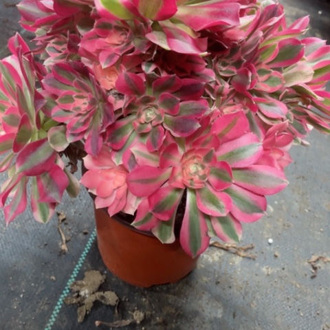 多肉植物粉女巫锦，