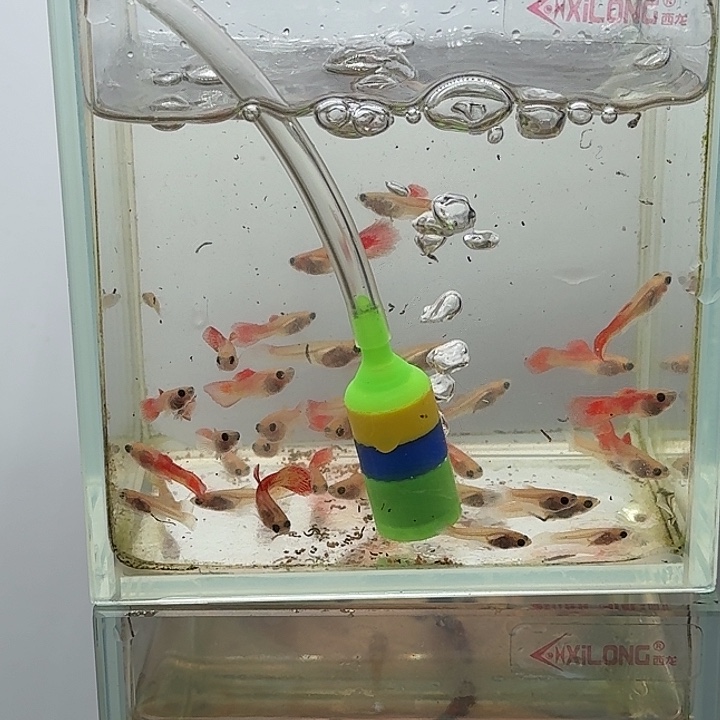 孔雀鱼红蕾丝玻璃猫苗15条【拍一发二】