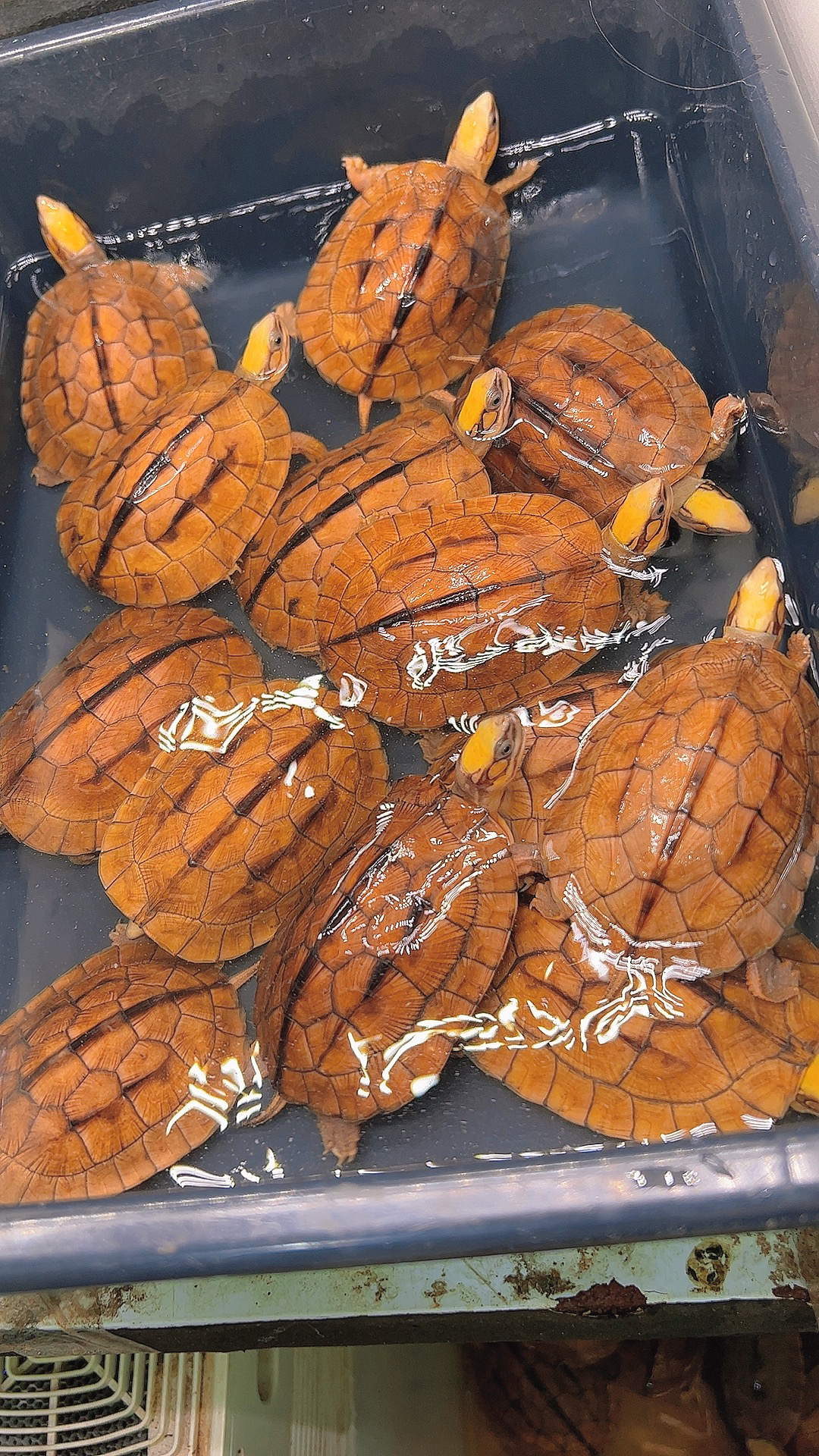 1号：人工繁育金钱闭壳龟海南越南图片仅参考直播间展示为准