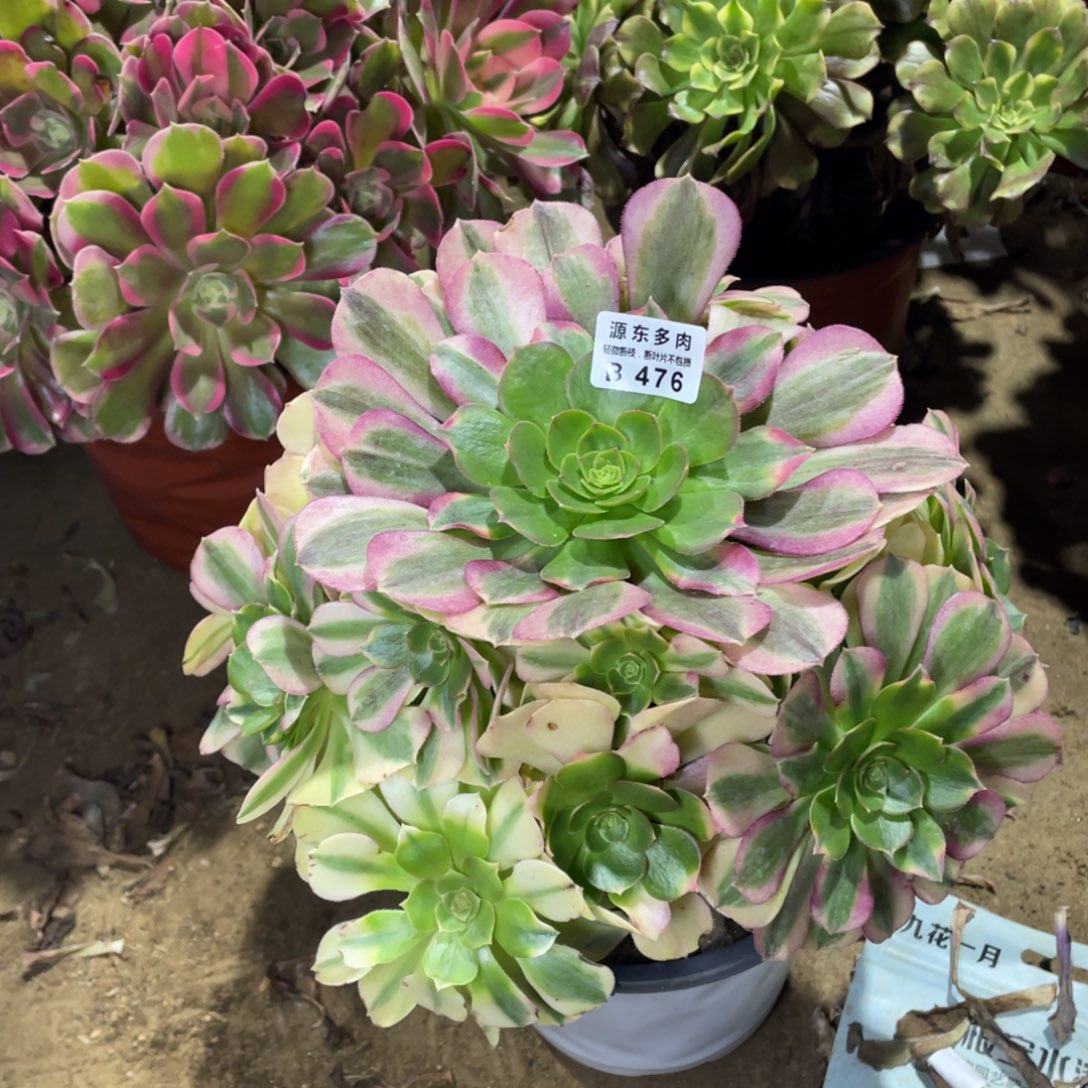 476雨荷多肉法师断枝不包