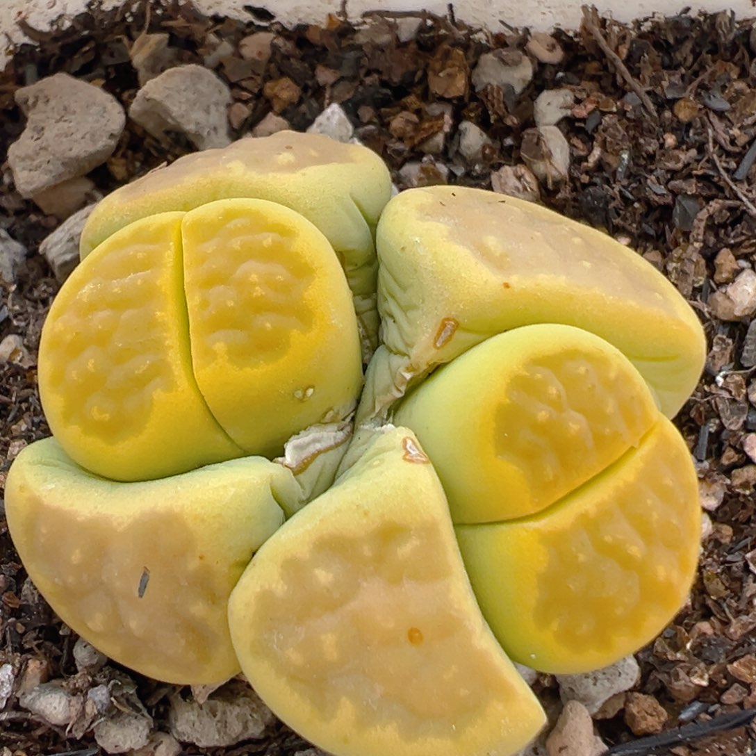 63多肉植物百科知识