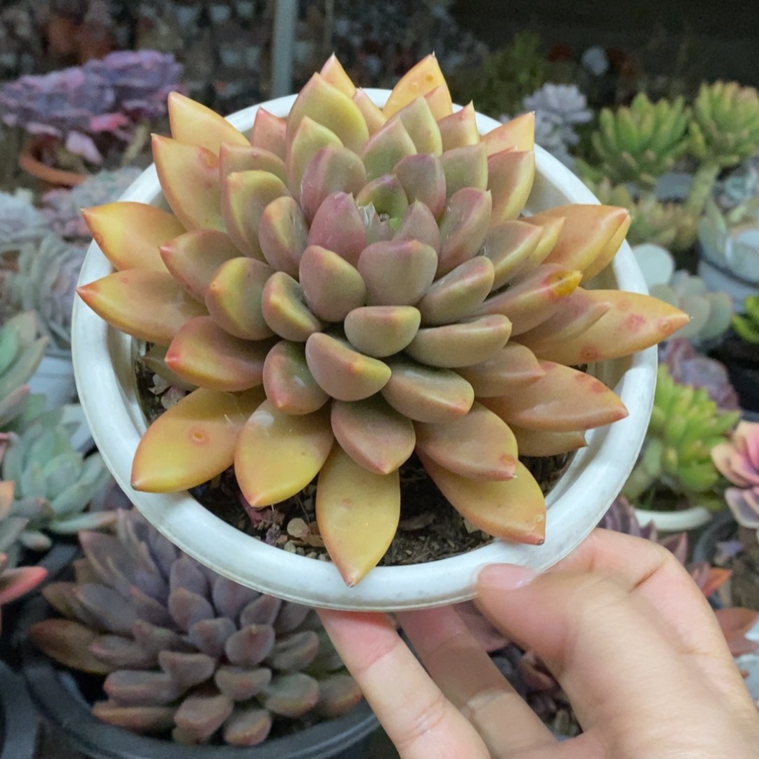 黄金象牙大单头，160杯