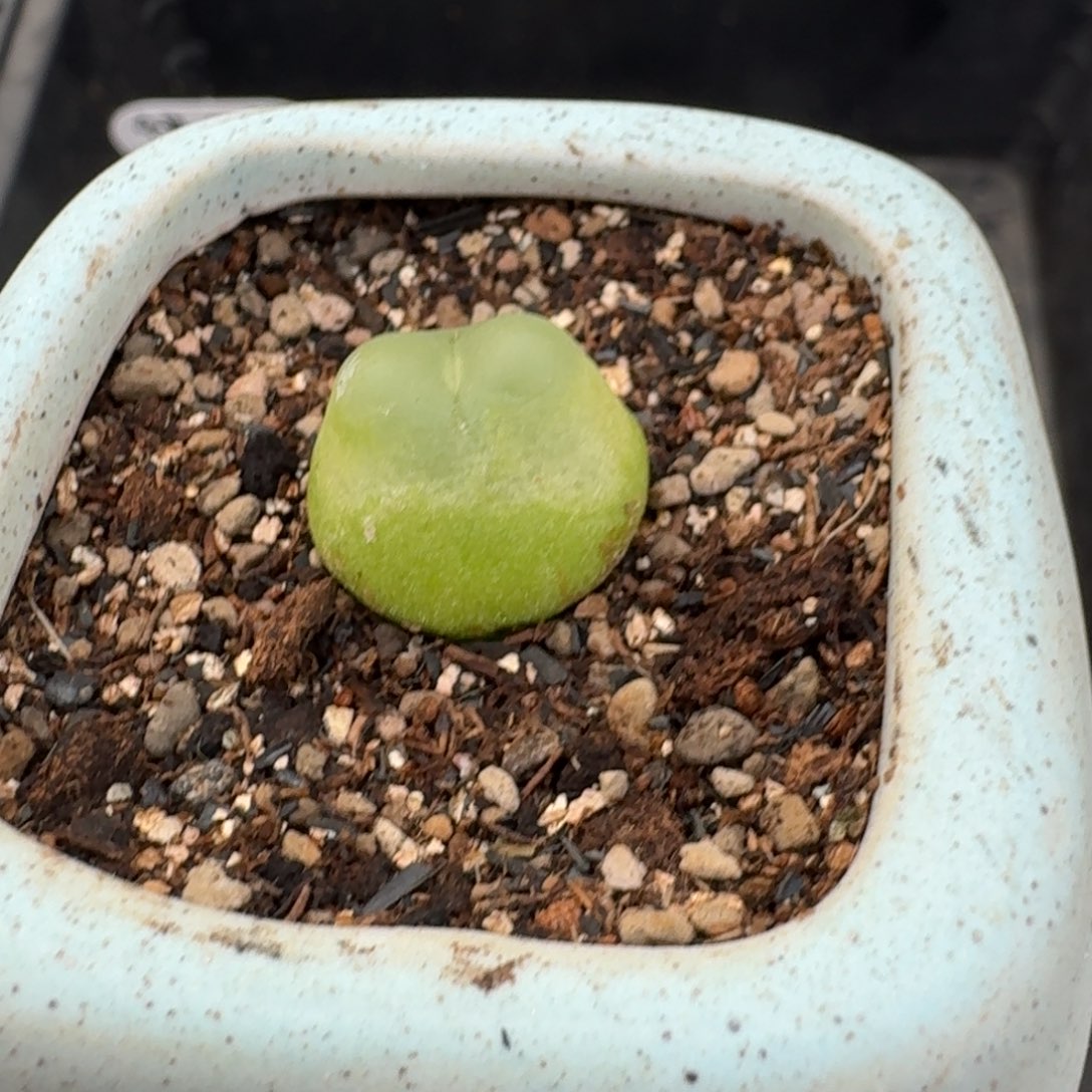 12015-拉登福利一颗脱土带盆