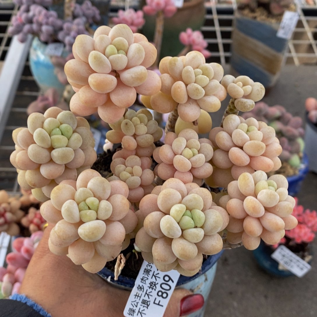 洛可可809/10cm多肉