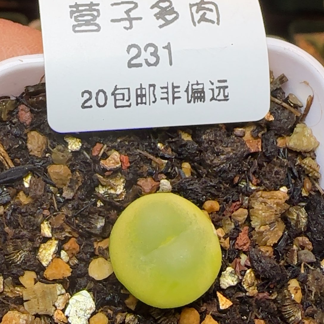 拉登1.3➕脱土。        