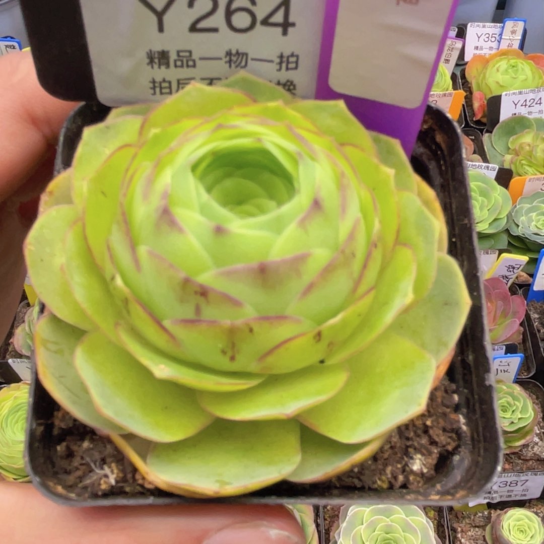 千寻多肉264一物一拍