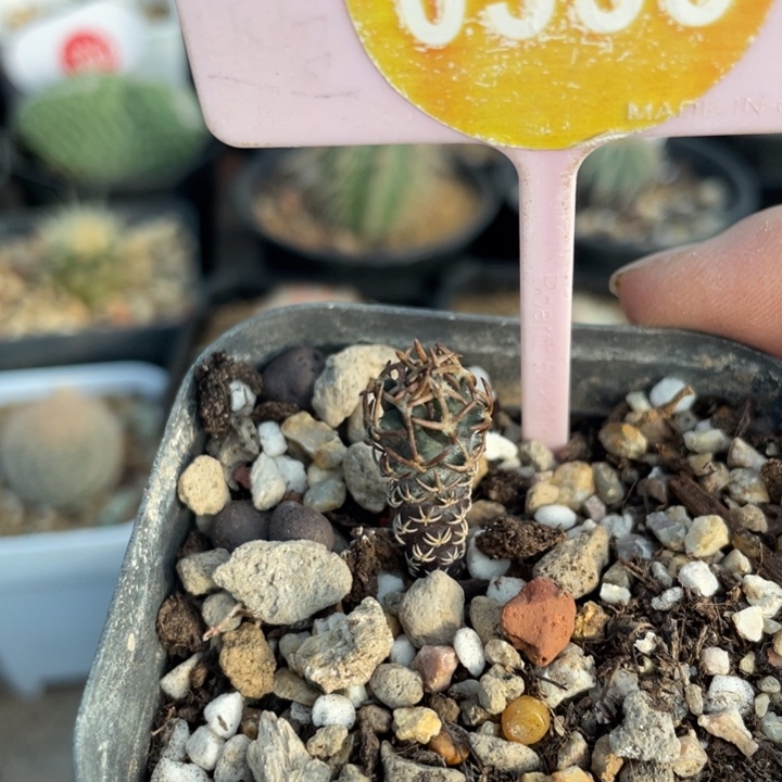 实生黄龙丸033800000