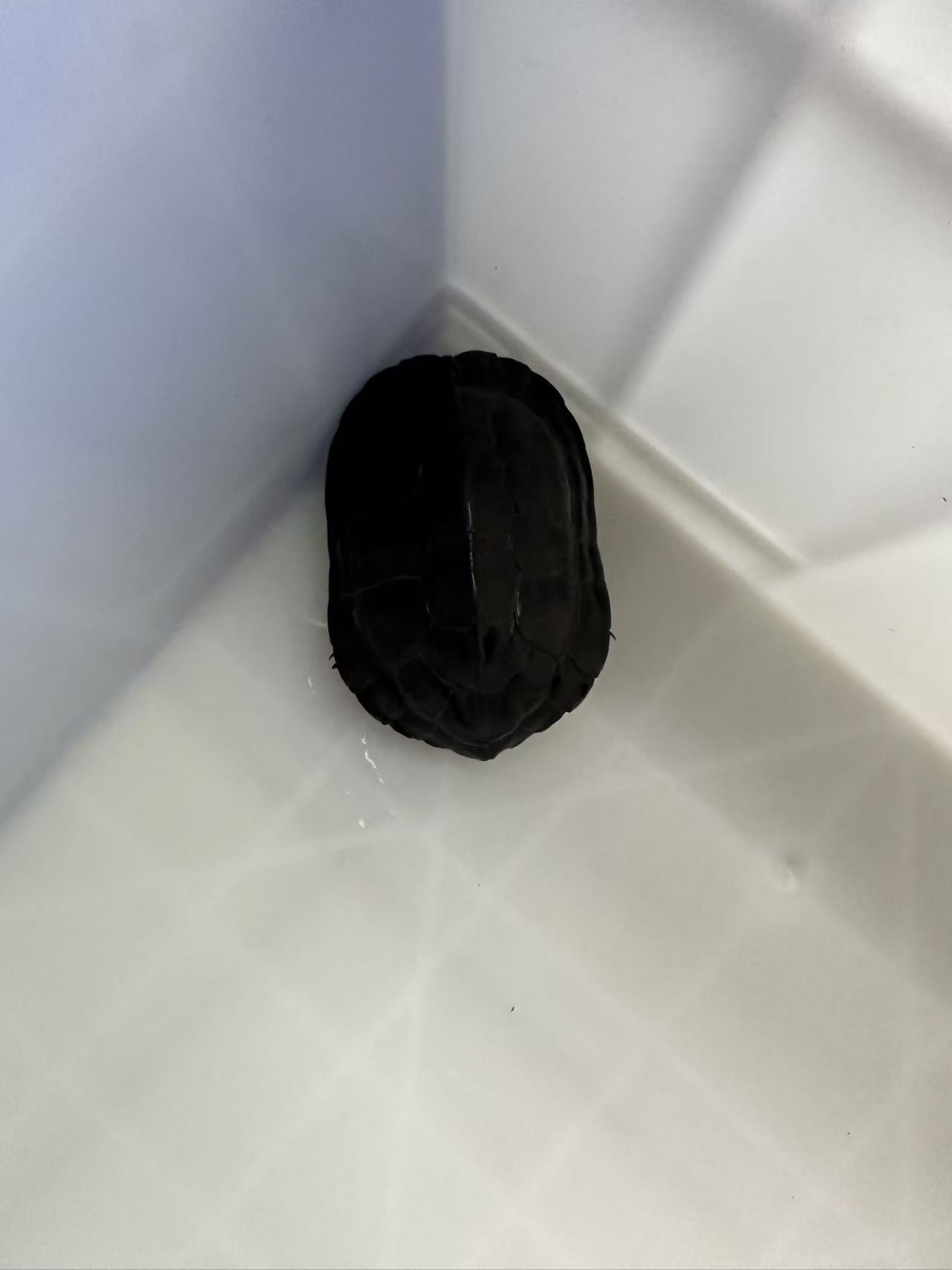 黑颈小乌龟