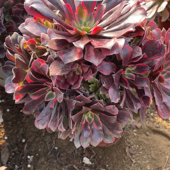 无花朵061多肉植物梦娜