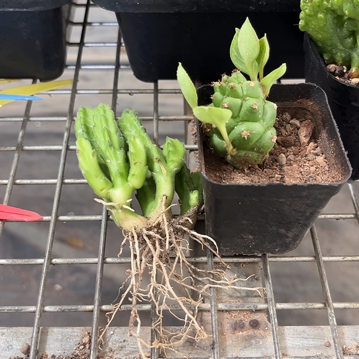 我也不知道我为什么要这样对