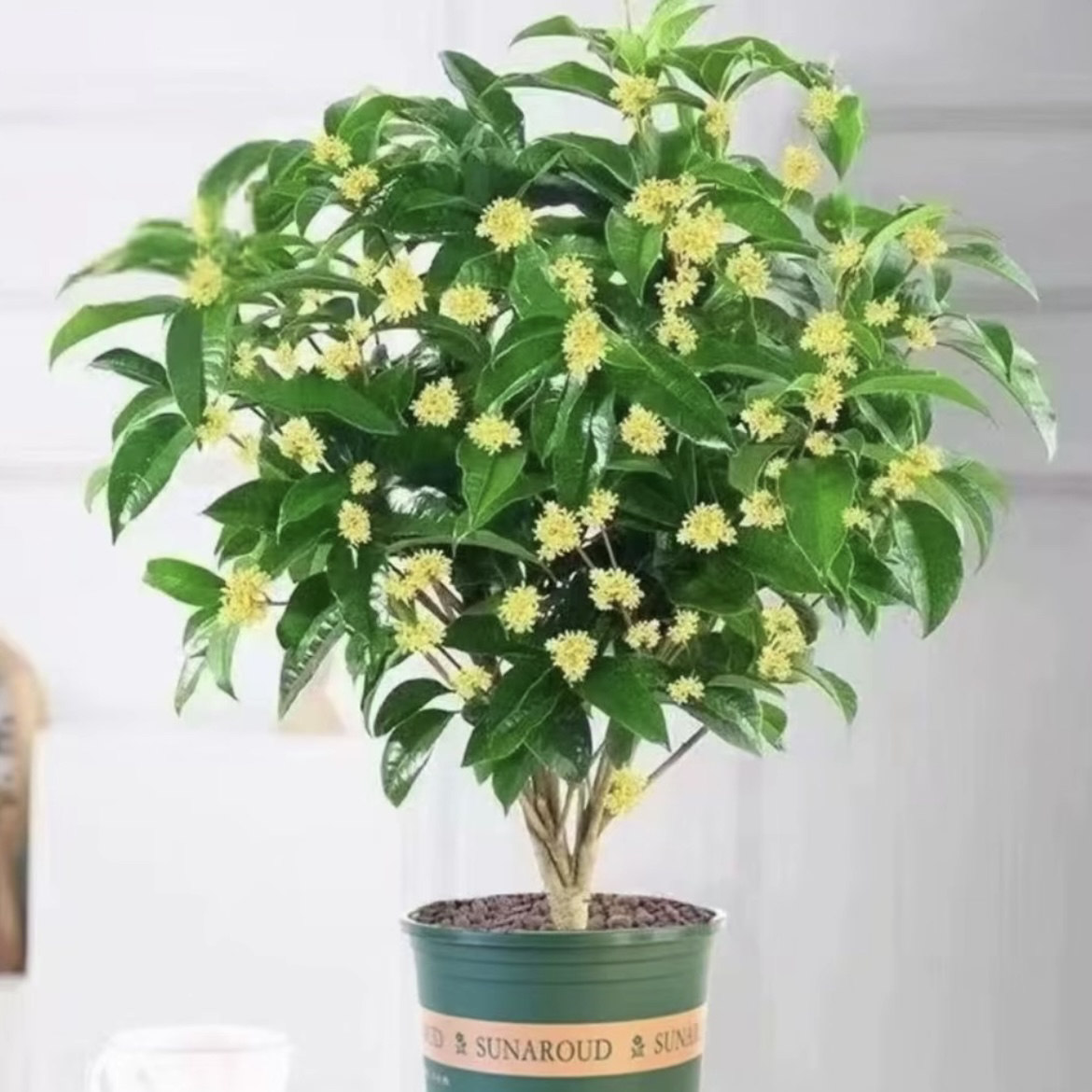【5年生桂花苗】四季开花浓香型花卉耐寒好养适合室内外阳台庭院