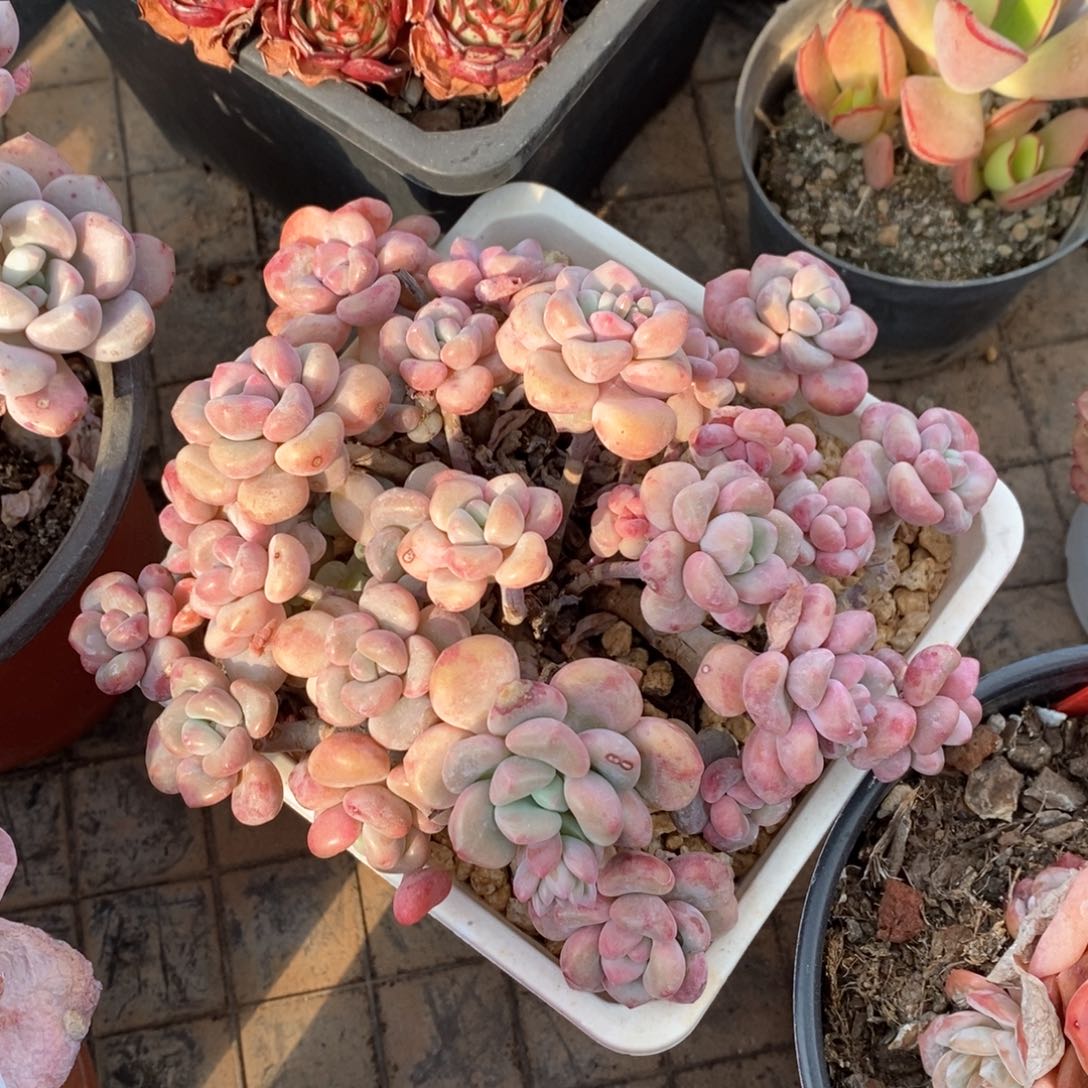 精品多肉一物一拍不包整2