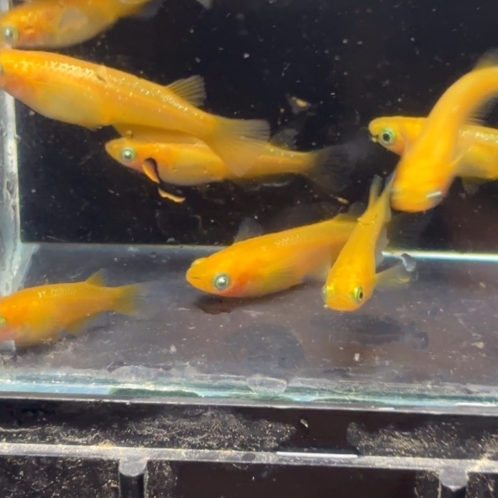 青鳉鱼朱天幻龙1111111