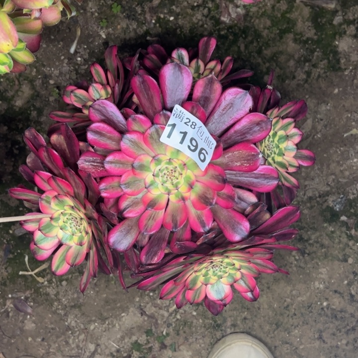 1196舞天姬杆歪多肉