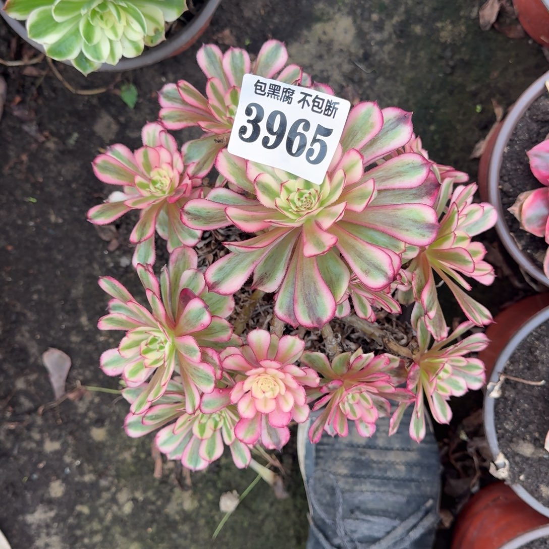 法师白月光3965 19-35