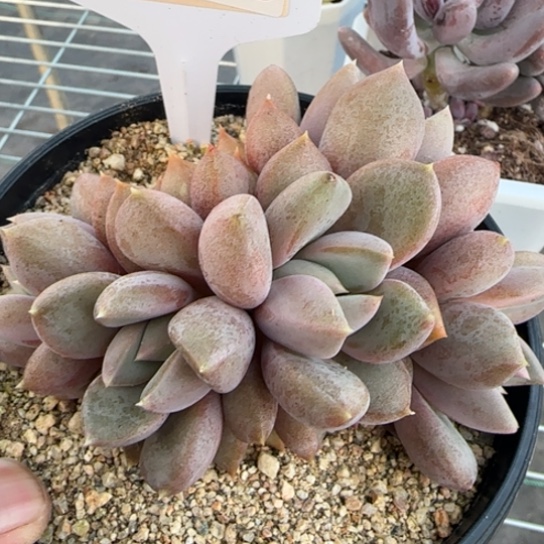 66红象牙一物一拍多肉