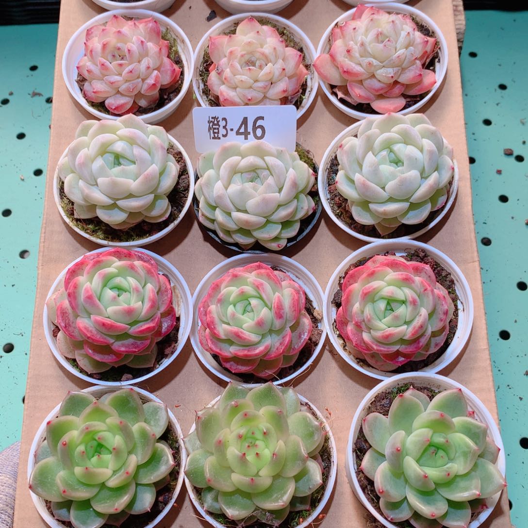3-46一物一拍多肉带盆18颗