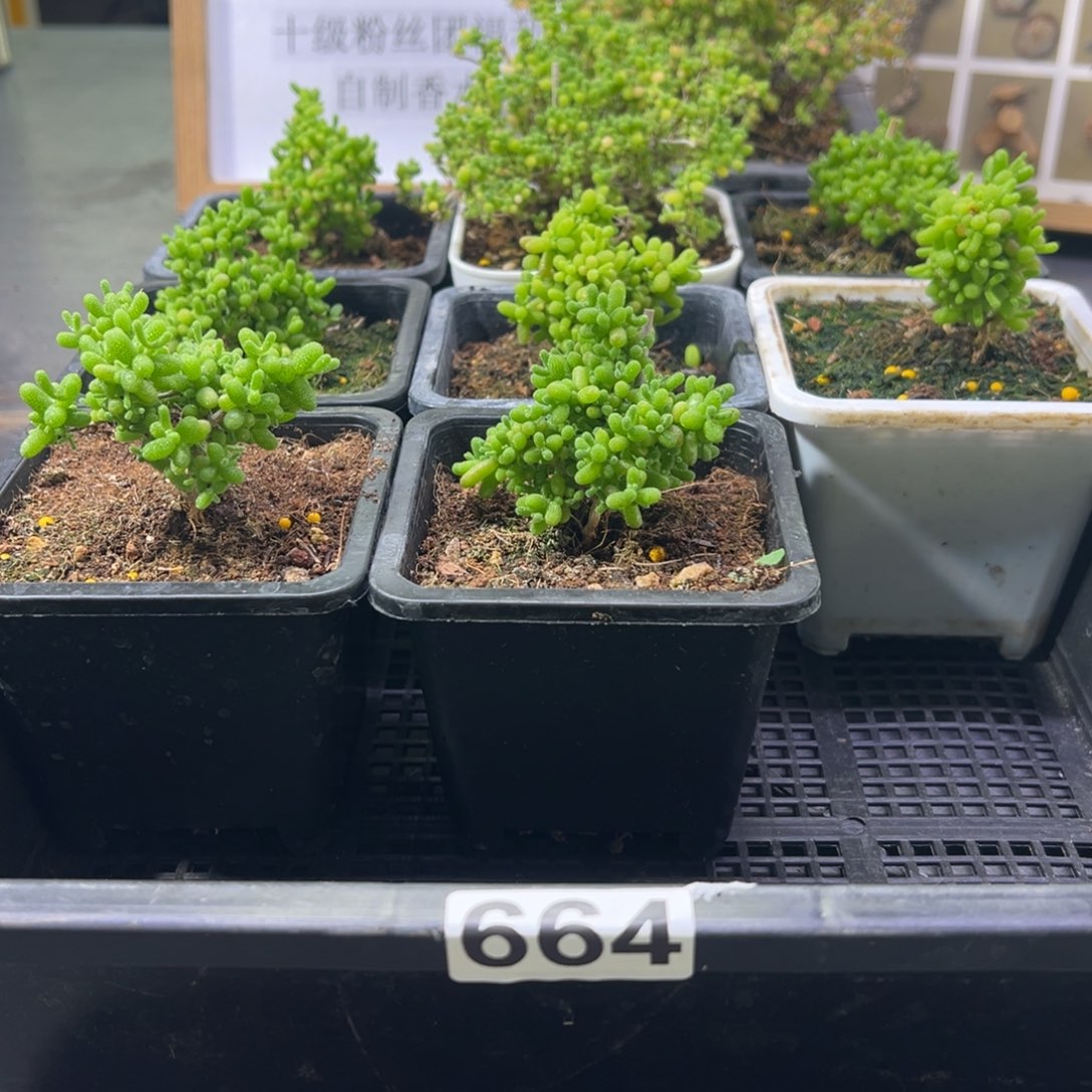 枝干番杏多肉植物664安
