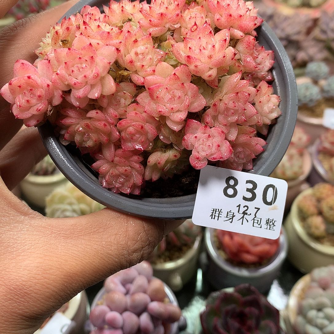 精控拇指盆12.7830