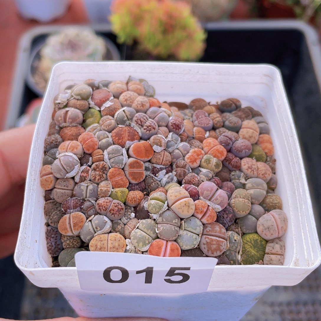 015 多肉植物多肉