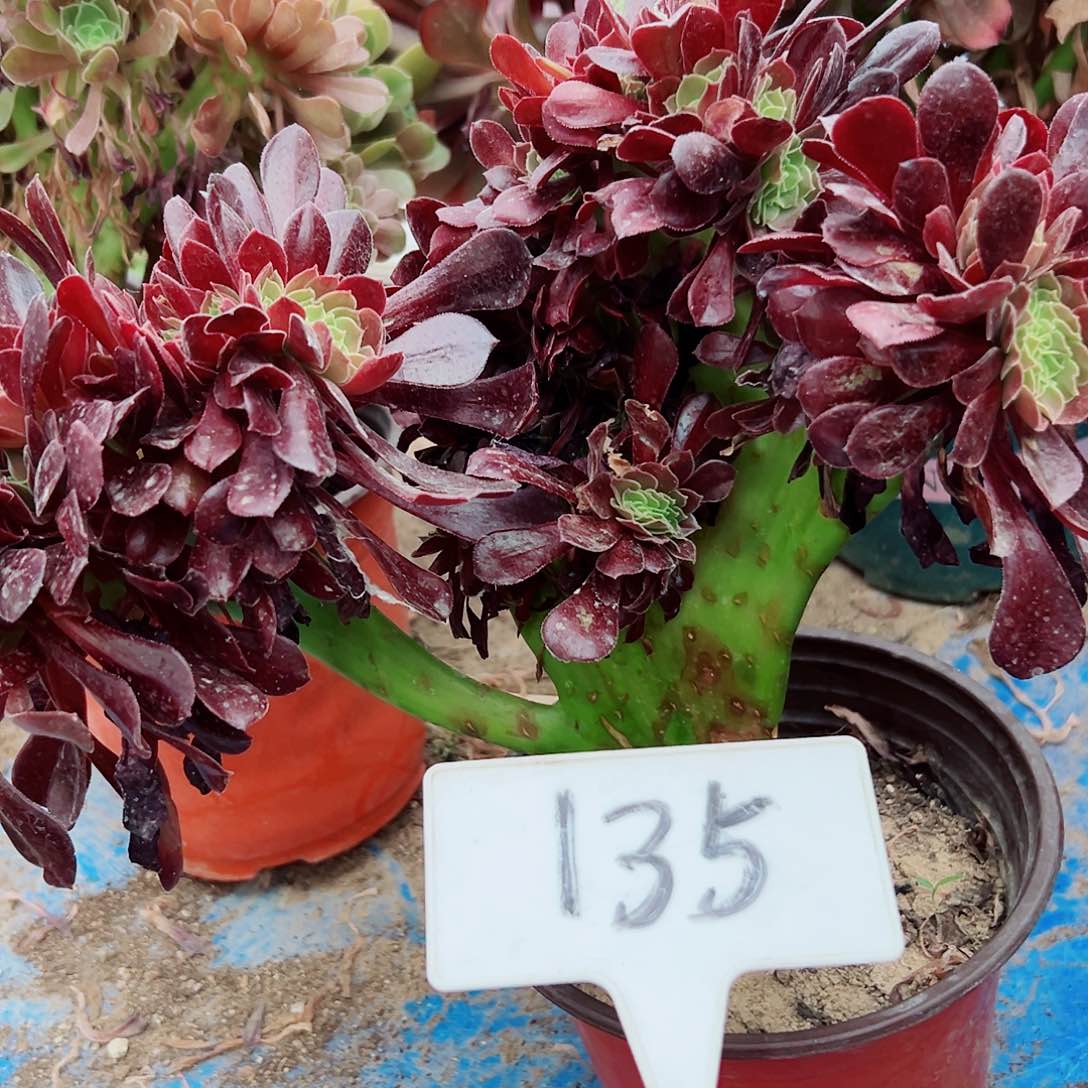 多肉植物欧子缀花