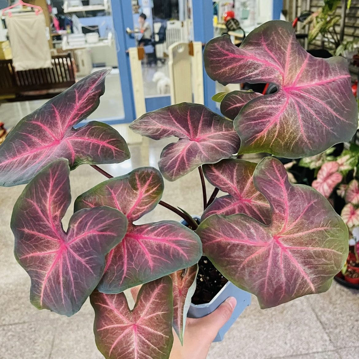 【红酒樱桃1加仑】多年生彩叶芋室内好养创意观叶绿植